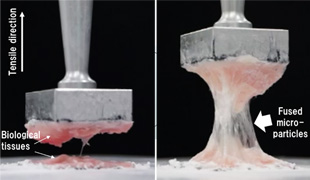 Adhesion strength tests. Non-hydrophobized (left) and hydrophobized (right) gelatin microparticles.