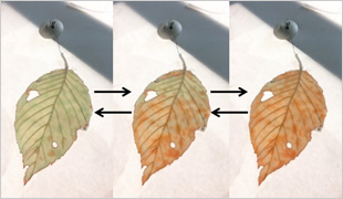 A leaf-shape EC device capable of changing color gradually like a fall leaf when electric current passes through it.