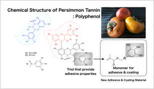 Monomer Structure of Novel Adhesive Coating Materials with Polyphenol Skeleton mimicing Persimmon Tannin