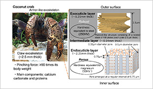 Schematic diagram showing the cross-sectional structures of the coconut crab claw exoskeleton