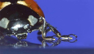 Ladybird beetle on a glass surface. Its white tarsal setae can be seen in contact with the surface.