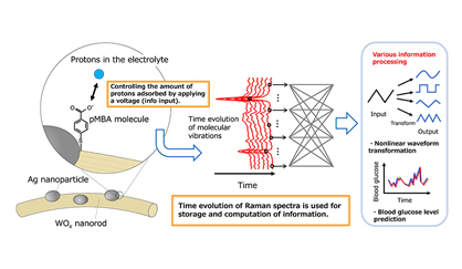 Figure. The deployment of few-molecule reservoir computing harnessing surface-enhanced Raman scattering for predicting blood glucose levels.